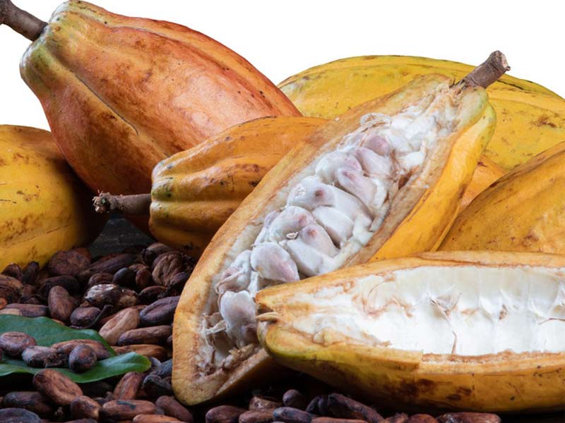 Small-Scale Cacao Beans Processing Line for Farm-to-Factory Operations