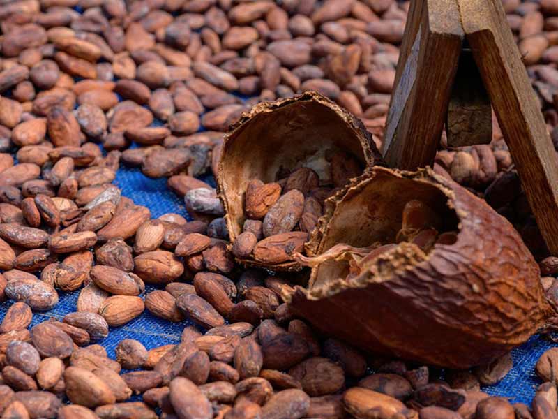 rotary cocoa roaster for large - scale cocoa processing