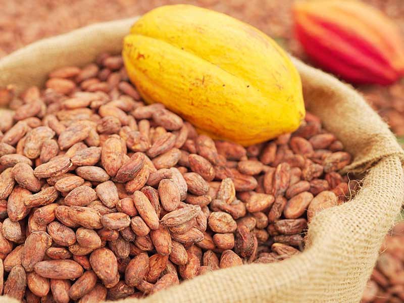 automatic cacao roasting machine with intelligent control system