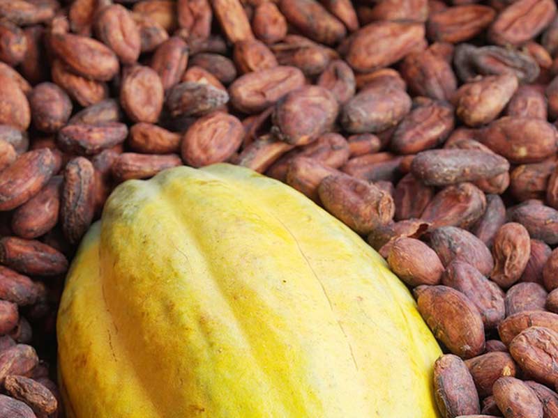High - efficiency cocoa bean roasting machine for commercial use