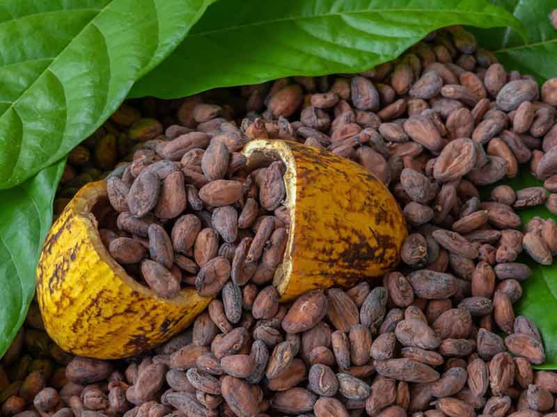 Chocolate Preparation Process Step-by-Step: From Bean to Bar Guide