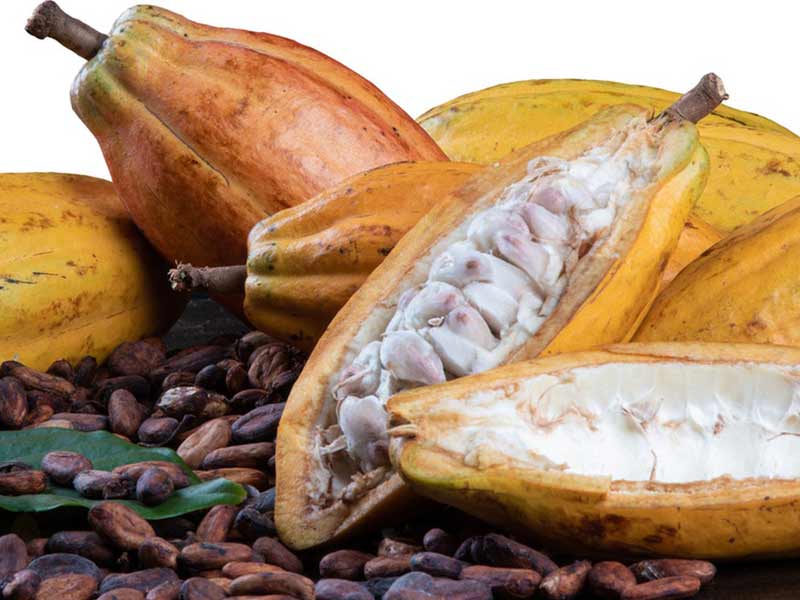 artisanal cacao roasting machine for specialty chocolate makers