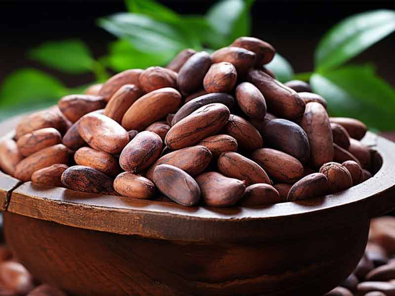 cacao bean drying process steps