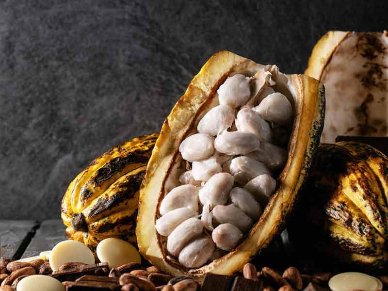 organic cacao processing techniques