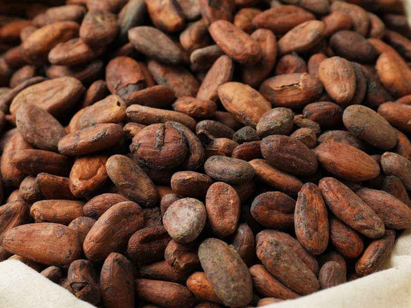 différentes étapes de fermentation et de transformation des fèves de cacao
