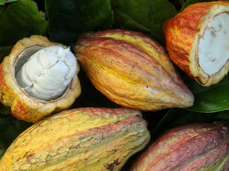 main stages of processing cocoa beans